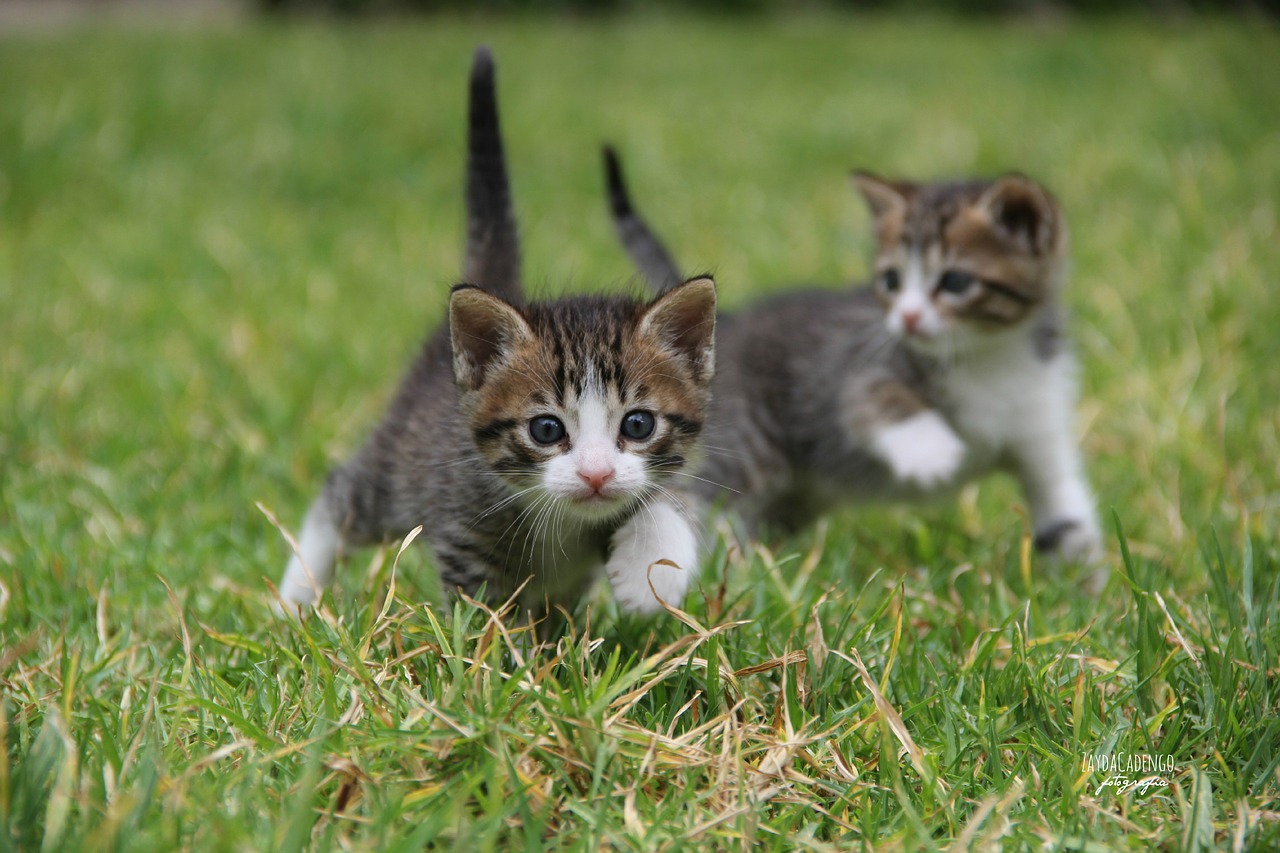 Image - cats kittens animals feline animal