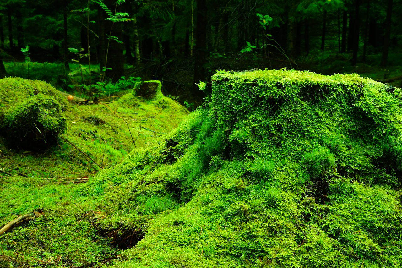 Image - forest moss norway