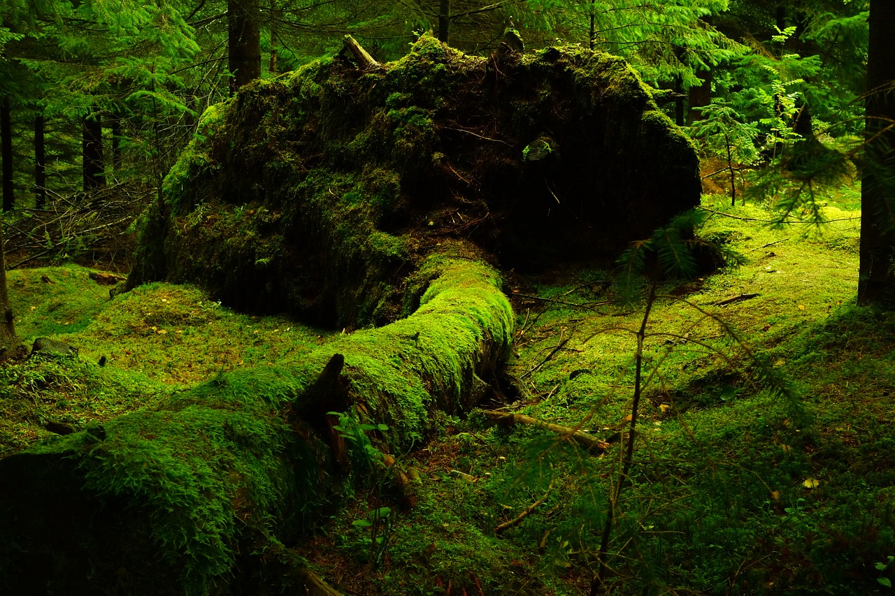 Image - forest moss norway