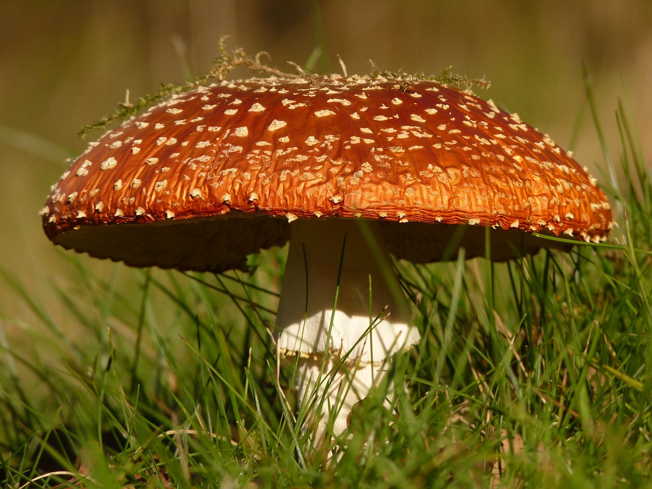 Image - fly agaric mushroom gift toxic