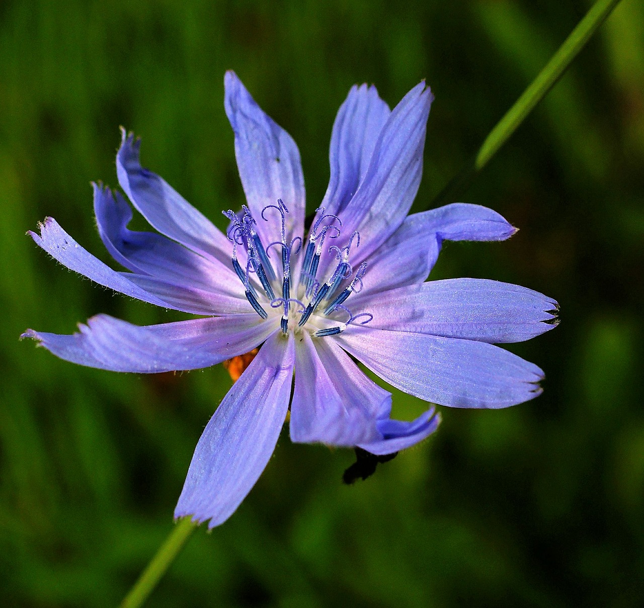 Image - chicory flower blossom bloom plant