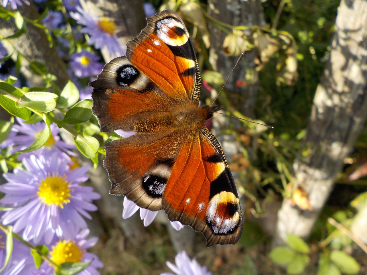 Image - peacock butterfly butterfly insect