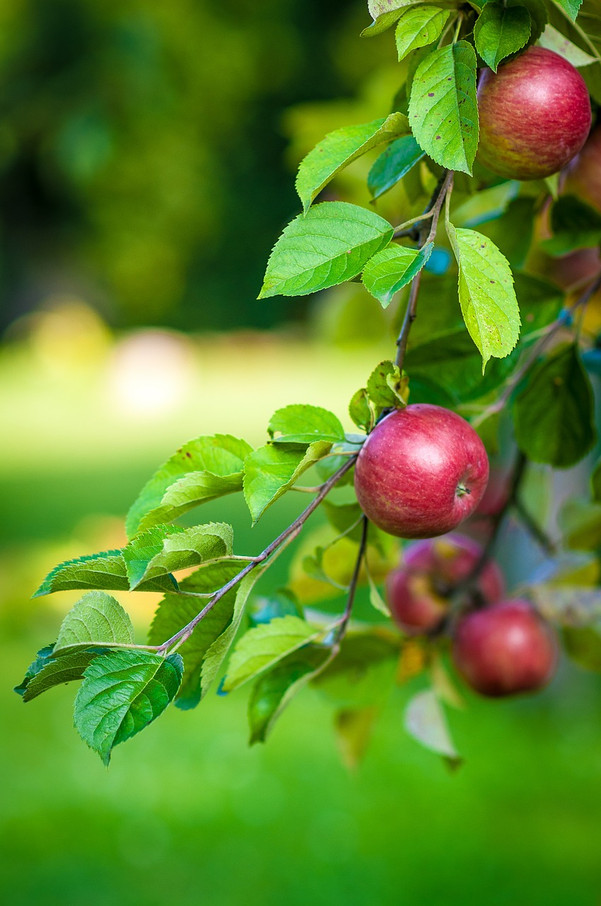 Image - apple tree fruit food