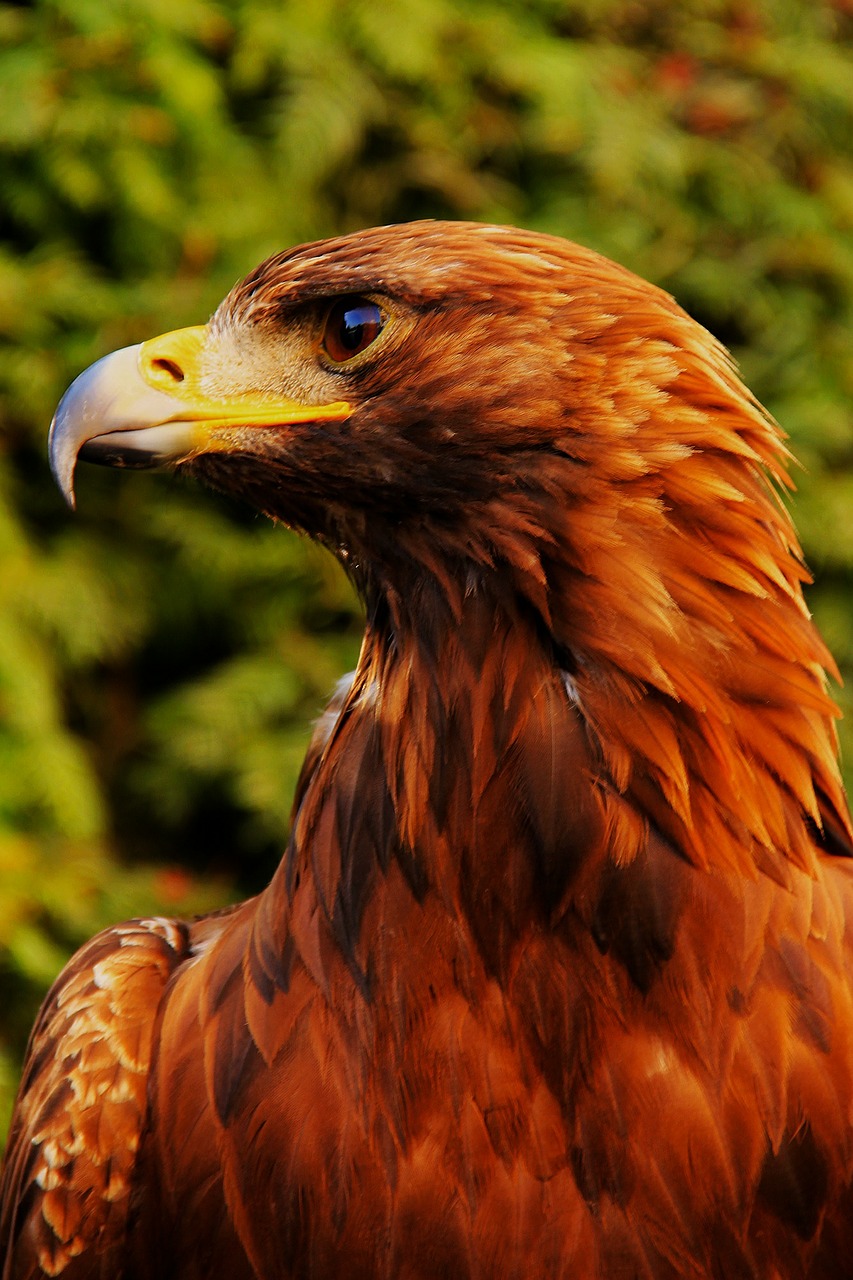 Image - eagle bird predator detail beak