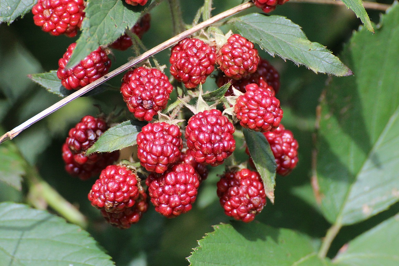 Image - blackberries rubus sectio rubus