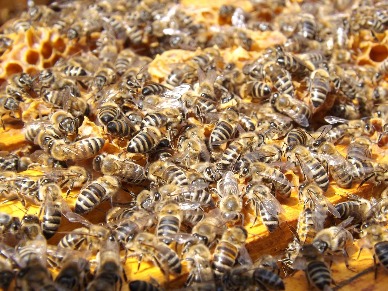 Image - bees beehive beekeeping honey busy