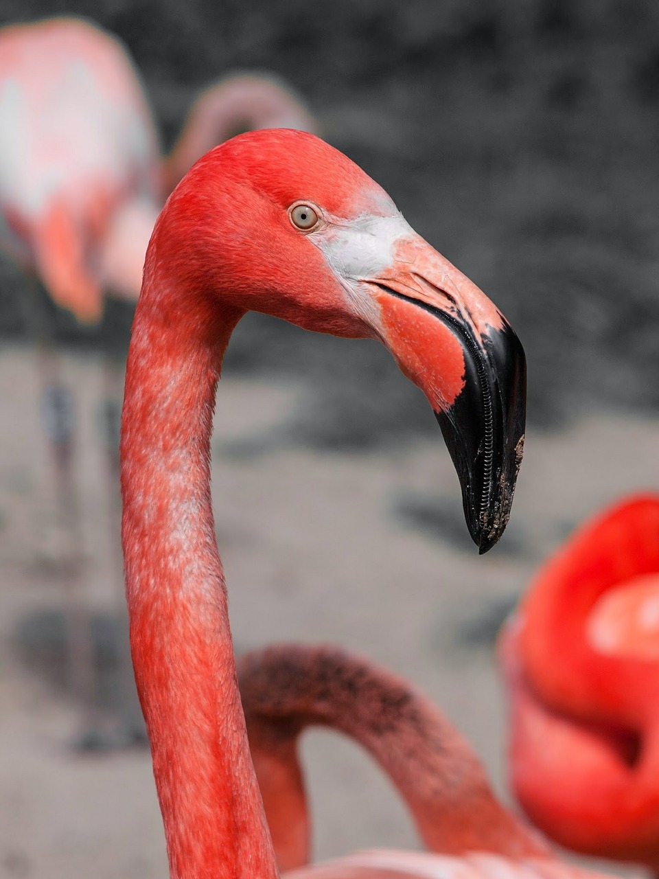 Image - bird flamingo pink red long neck