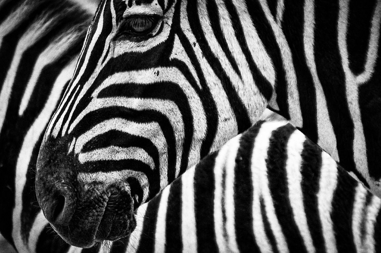 Image - texture zebra stripes