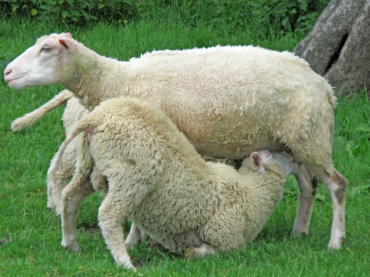 Image - sheep flock of sheep meadow grass