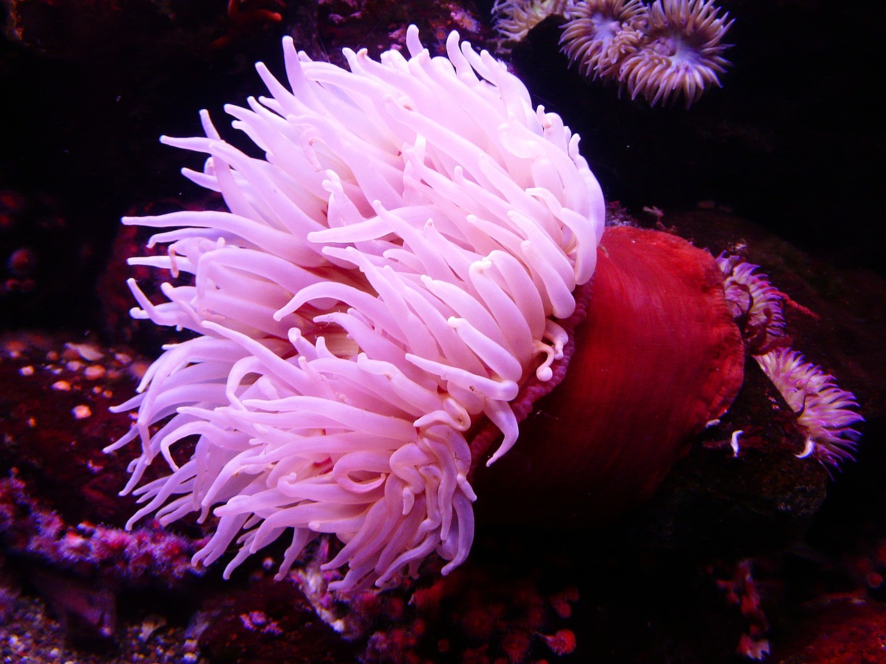 Image - sea anemone anemone water sea