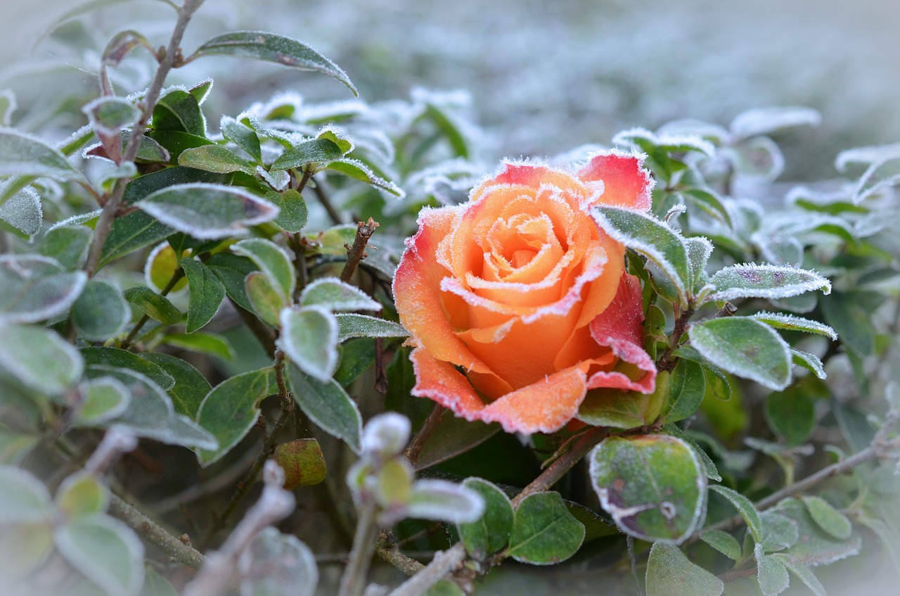 Image - rose frost winter winter magic
