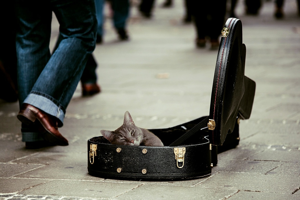 Image - kitty animal pets cat guitar case