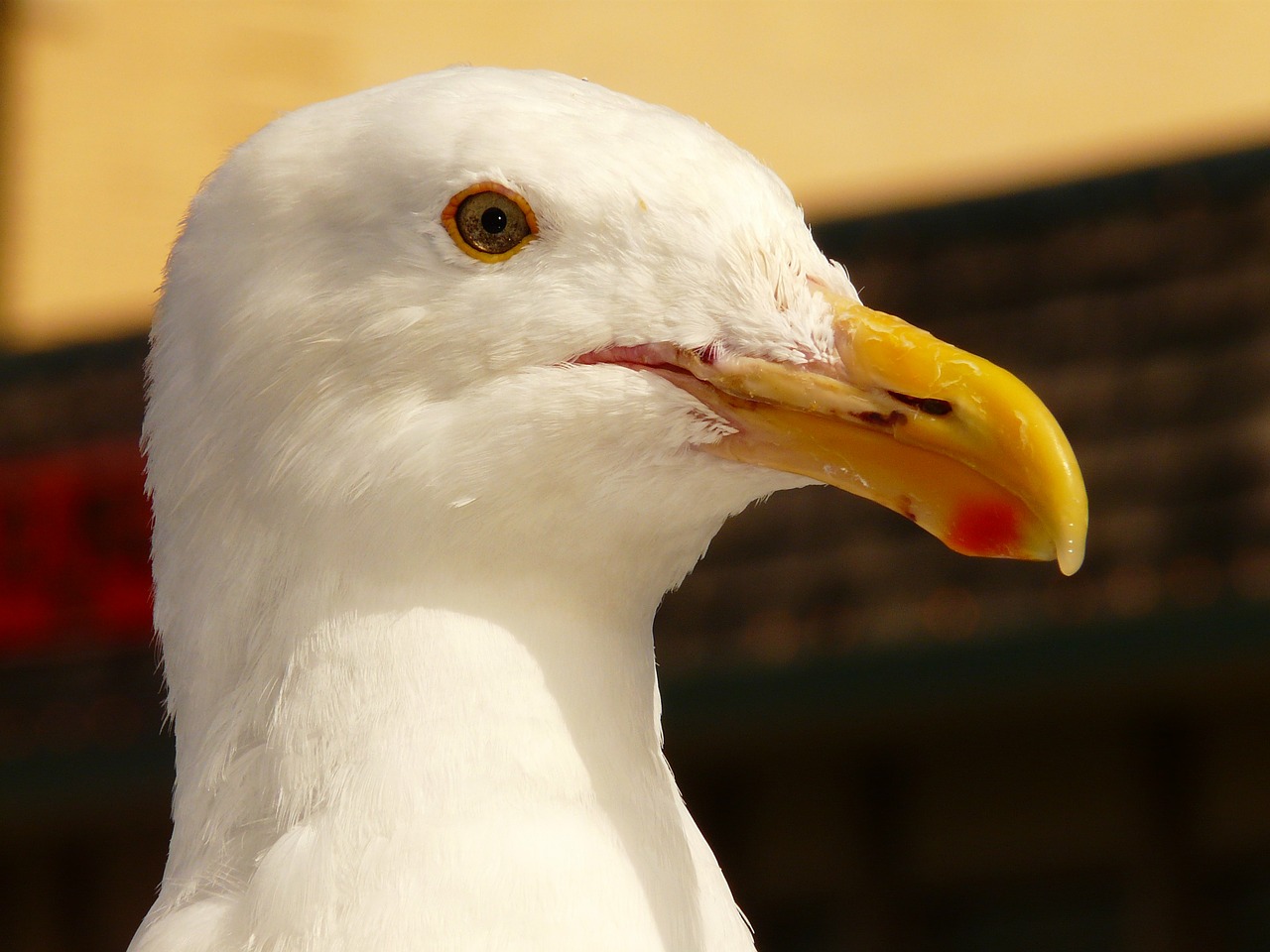 Image - seagull bird bill feather close