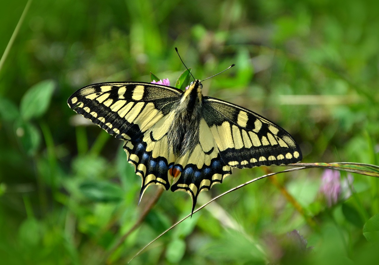 Image - butterfly dovetail papilio machaon