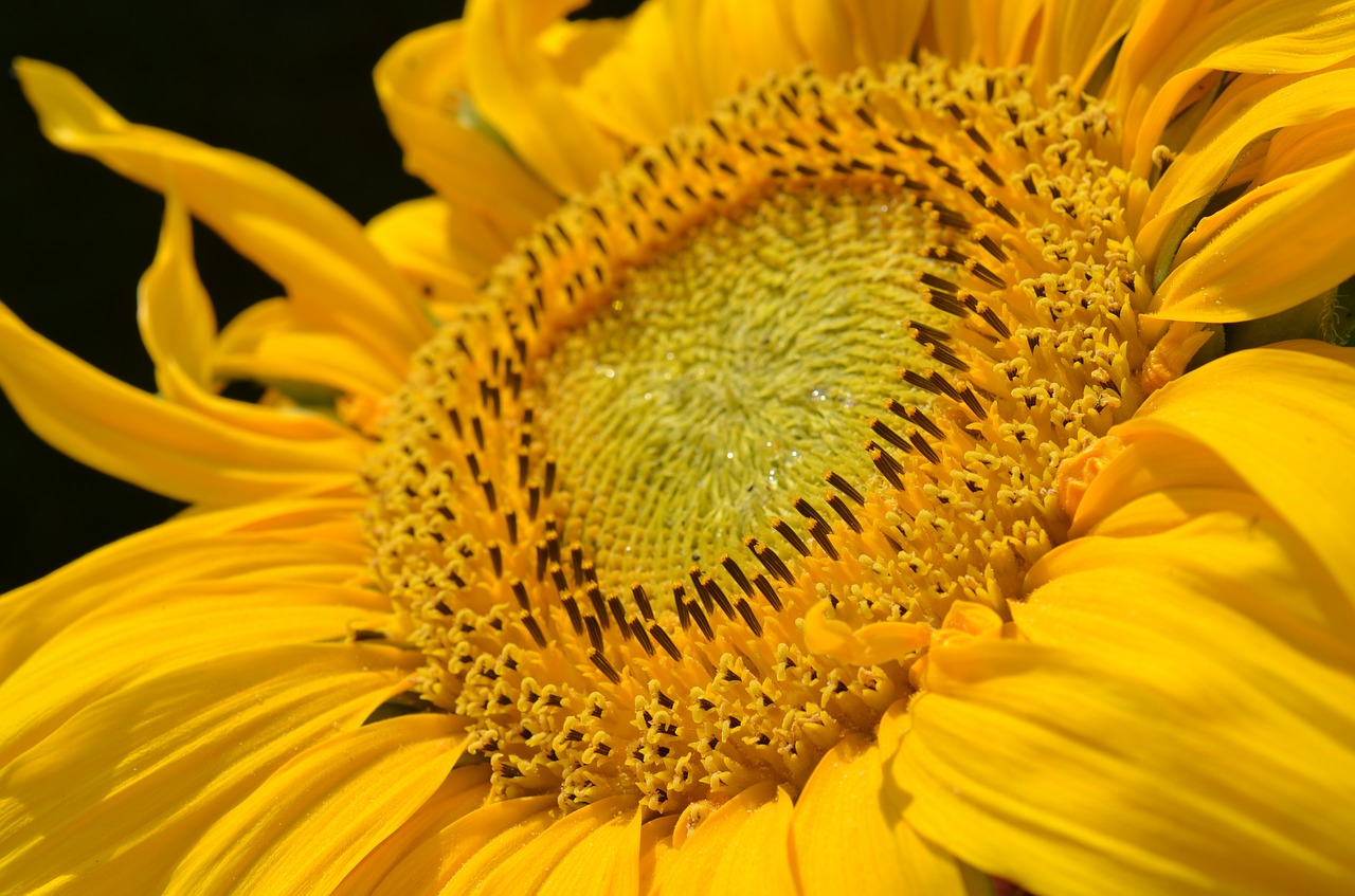 Image - sun flower blossom bloom yellow