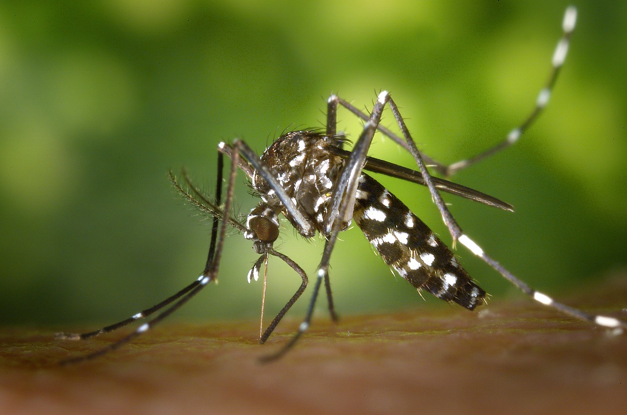 Image - tiger mosquito mosquito