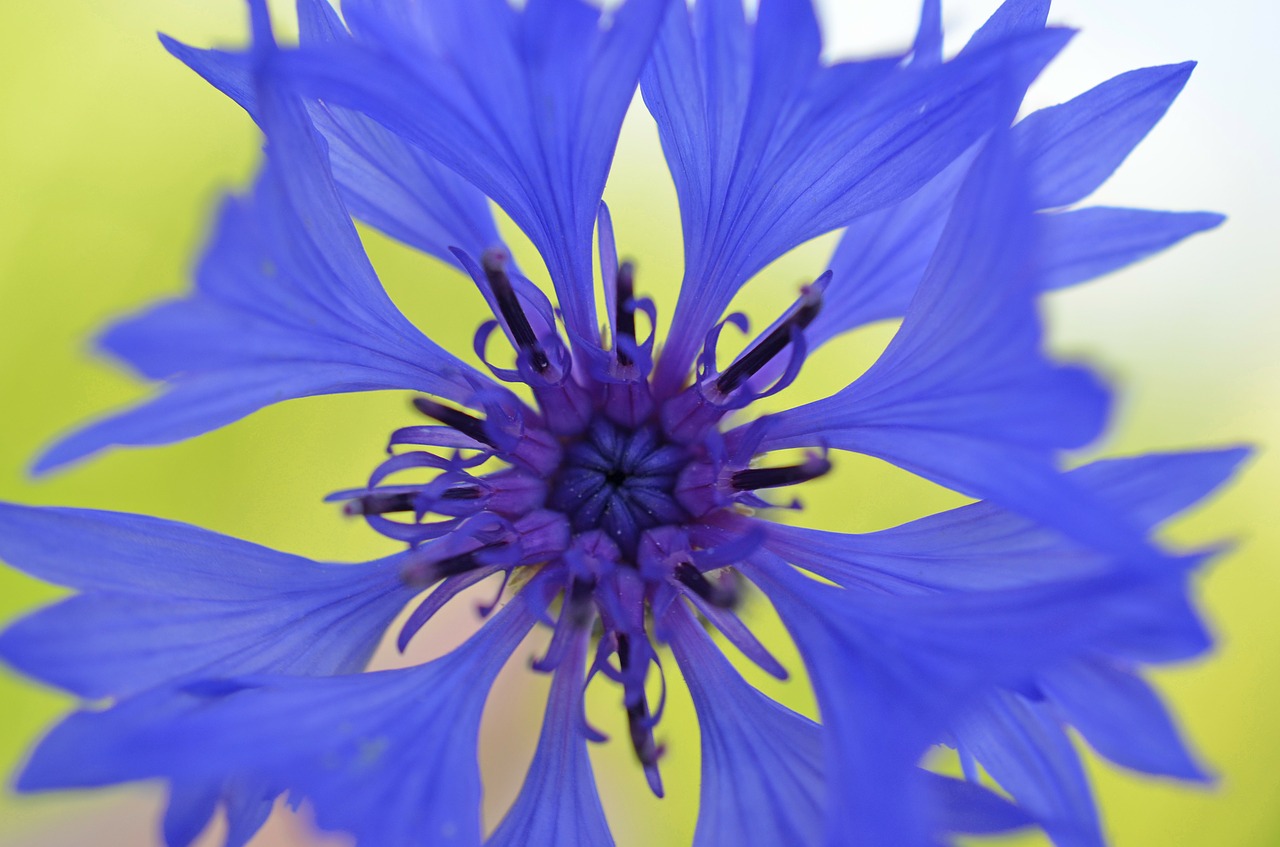 Image - cornflower blossom bloom