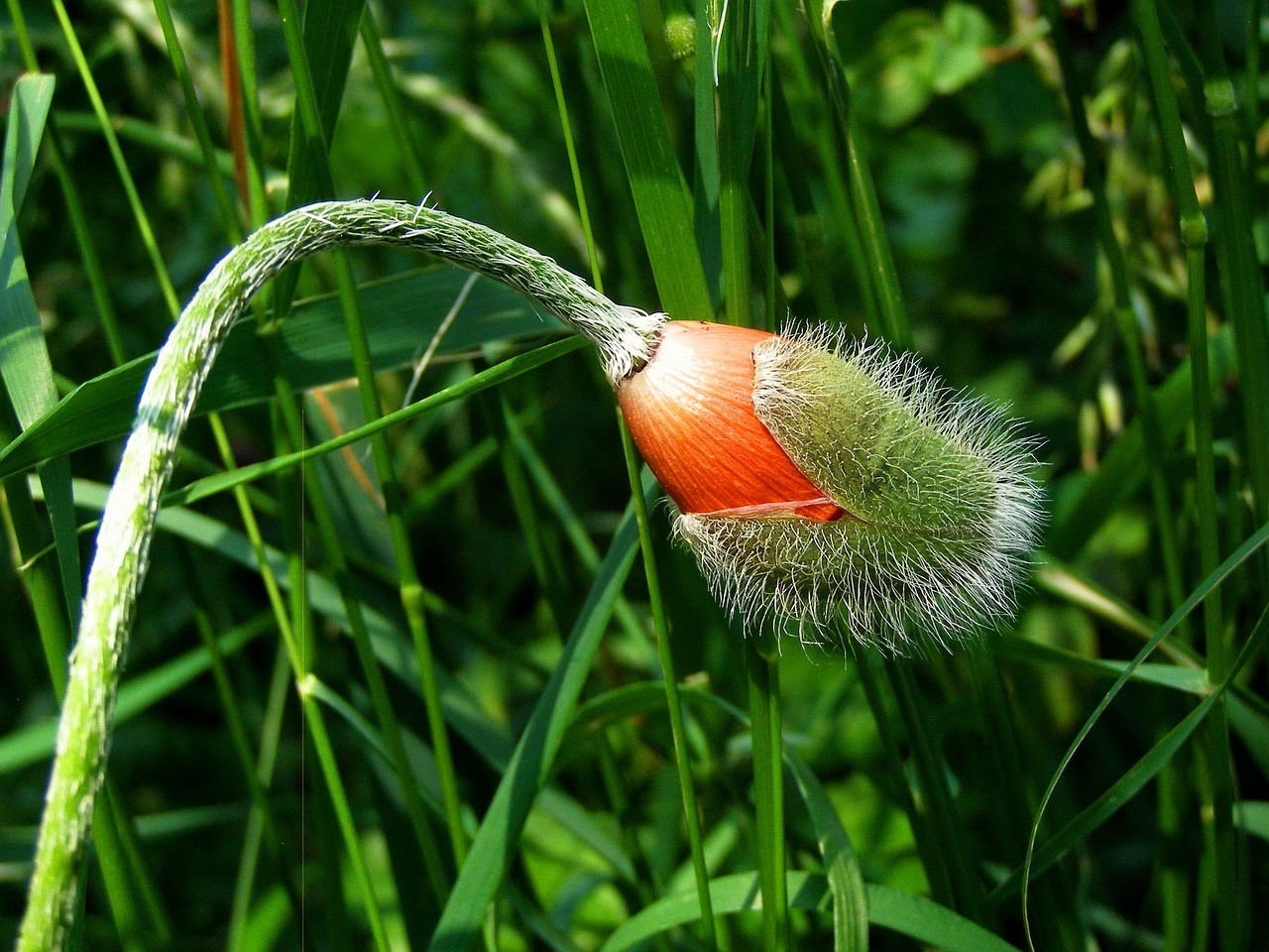 Image - poppy flower buds summer flower