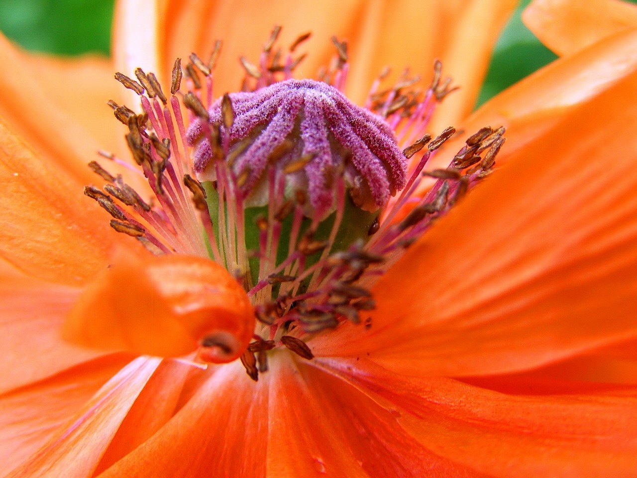 Image - poppy central summer flower orange