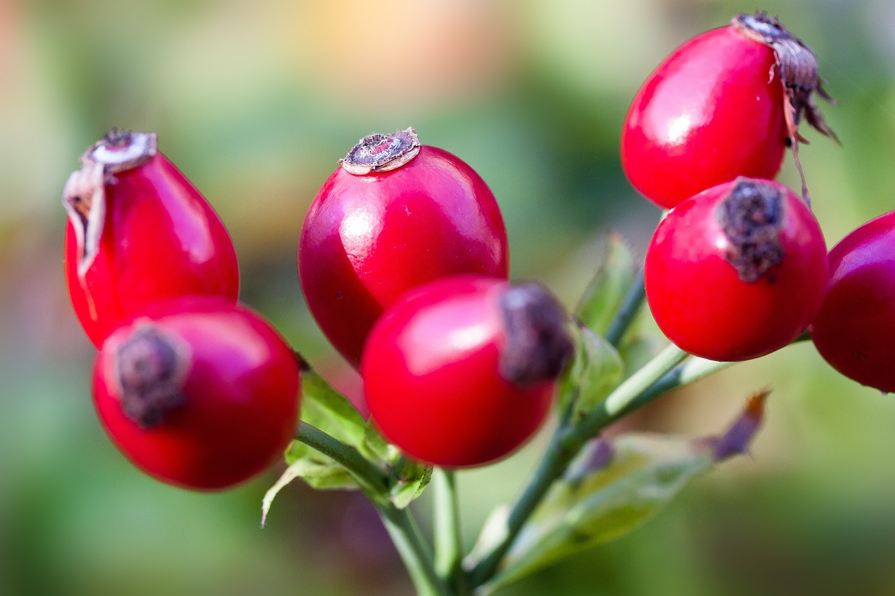 Image - rose hip canina fruit red