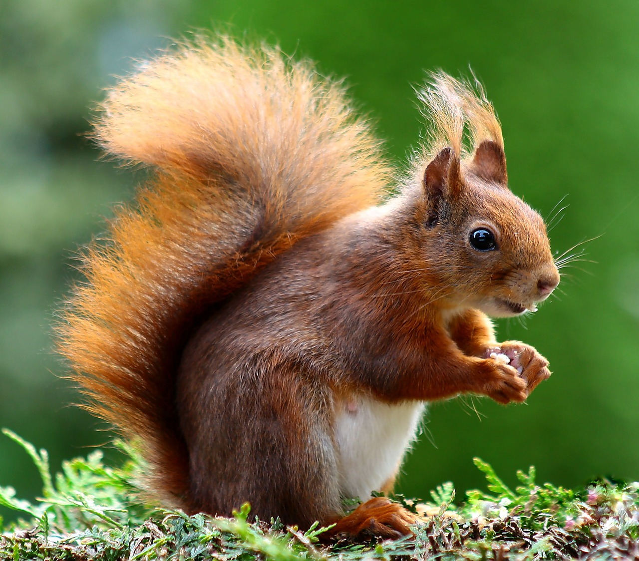 Image - squirrel animal cute rodents