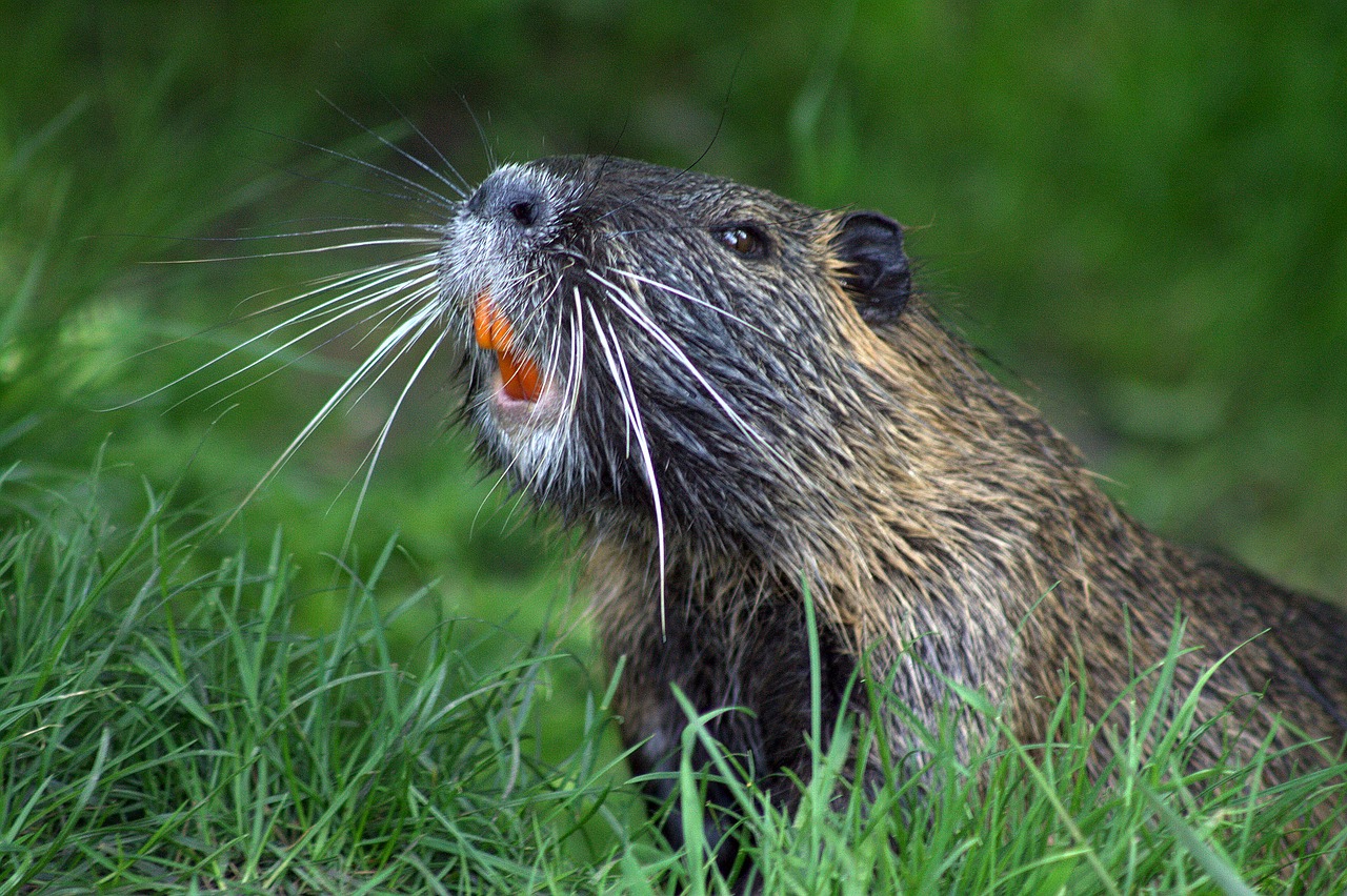 Image - beaver animal nature
