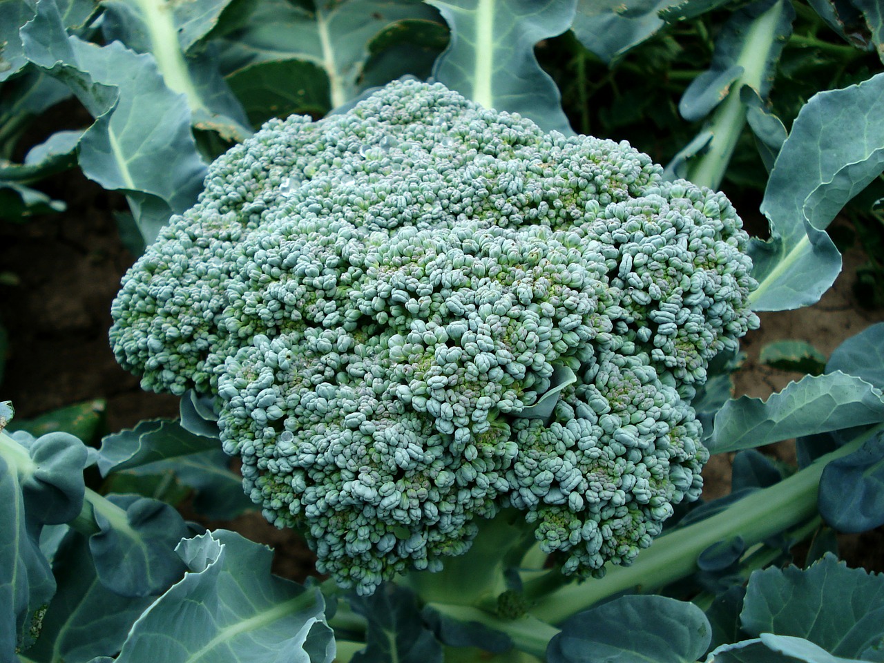 Image - broccoli plant green food organic