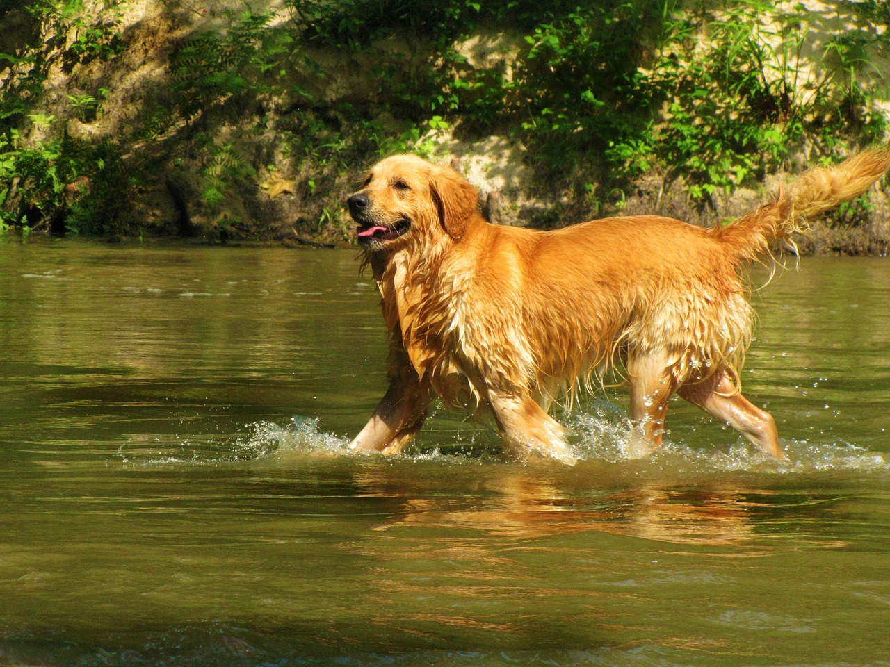 Image - golden retriever pet dog animal