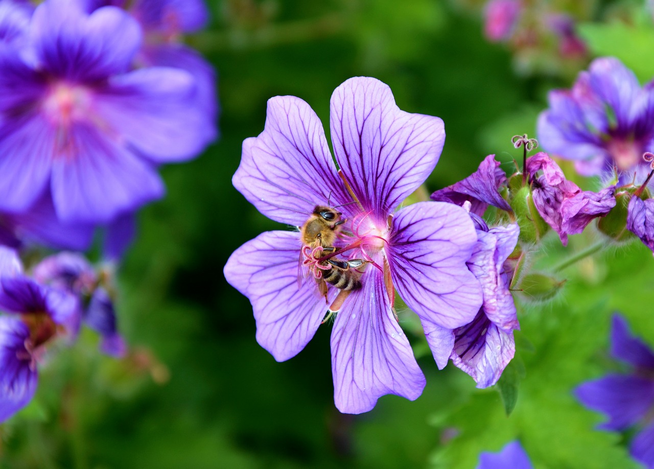 Image - cranesbill bee spring blossom