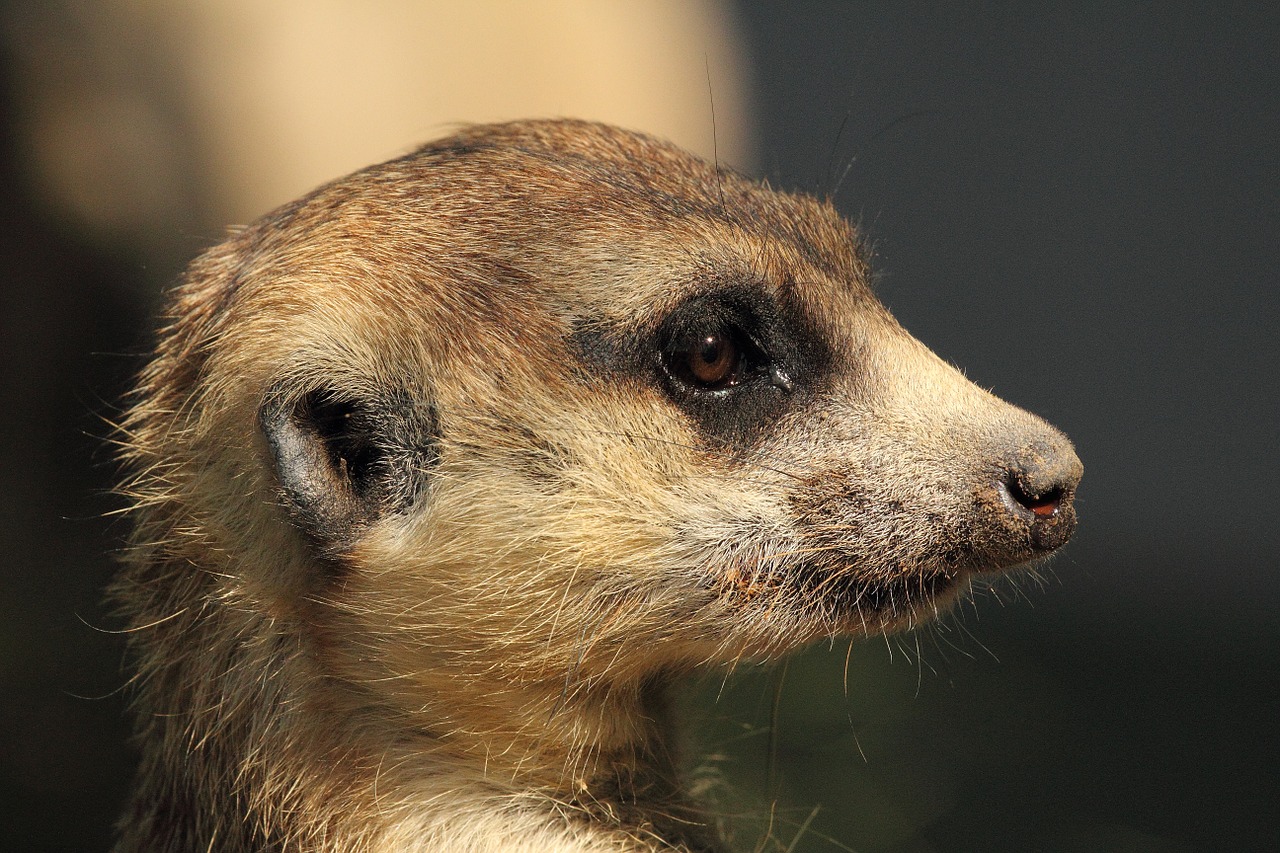 Image - mongoose meerkat wildlife nature