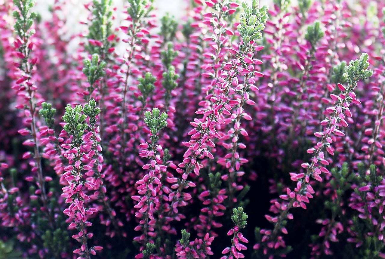 Image - heather erika flower flowers pink