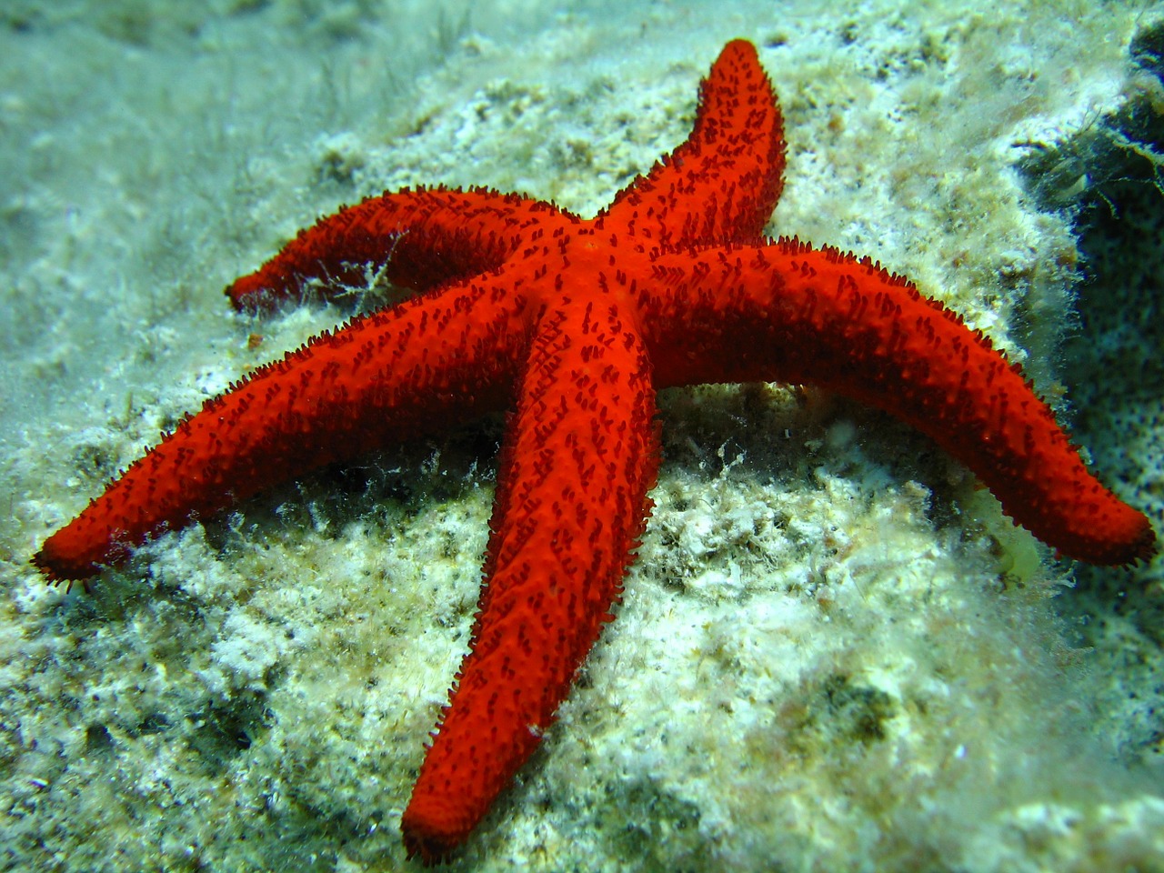 Image - starfish diving greece rhodes