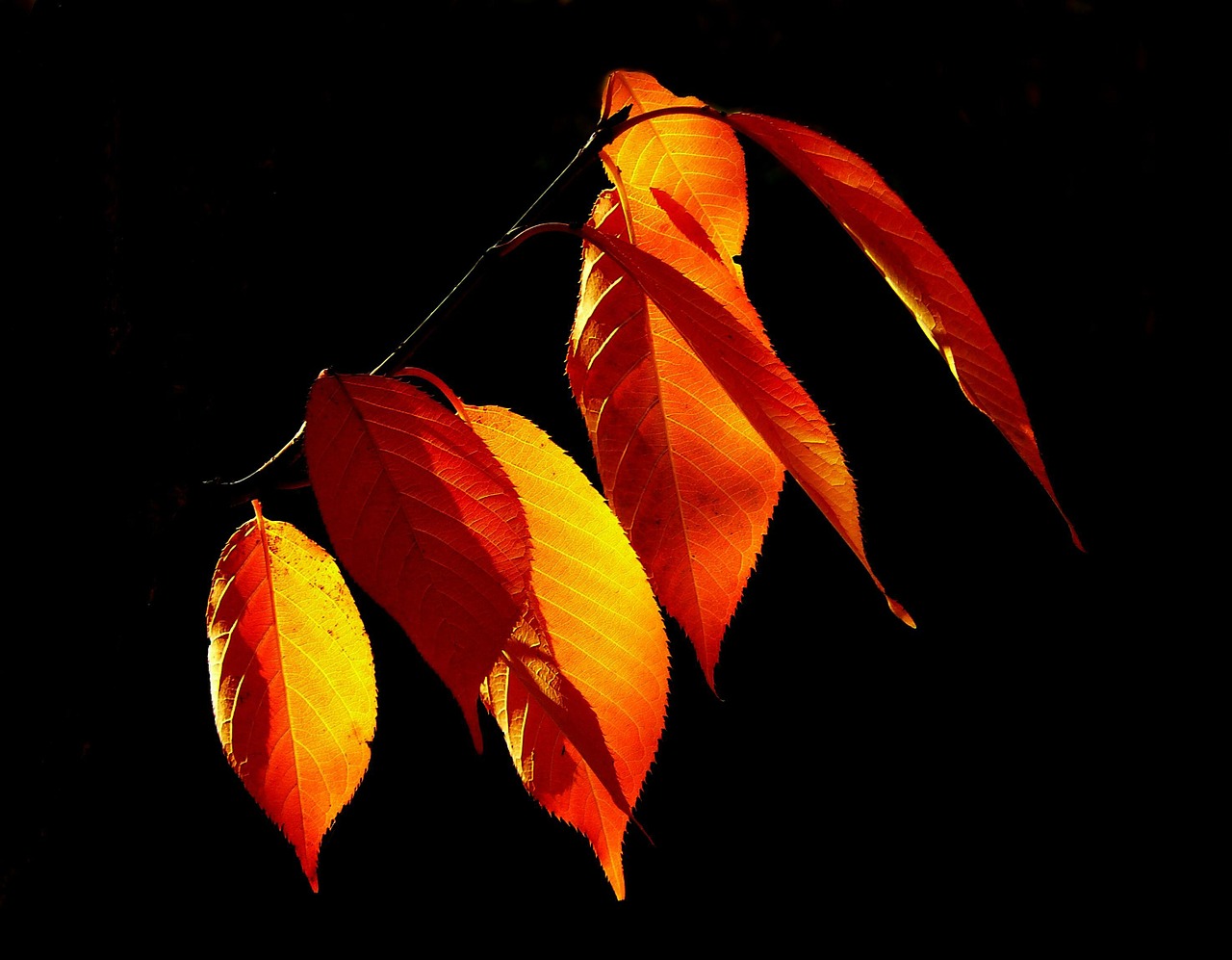 Image - leaves autumn fall foliage