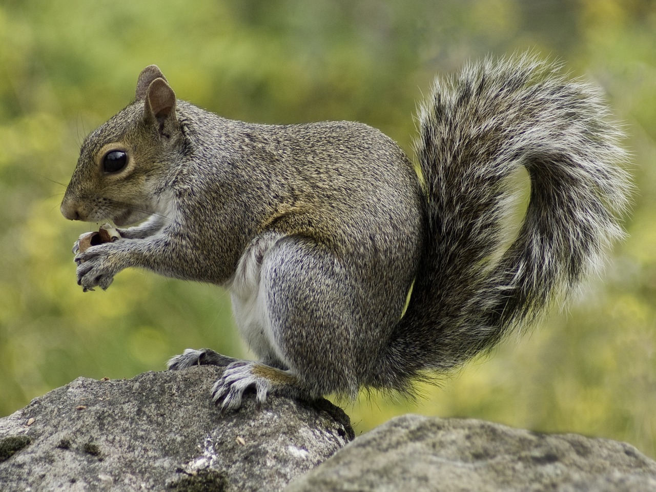 Image - squirrel wildlife nature animal