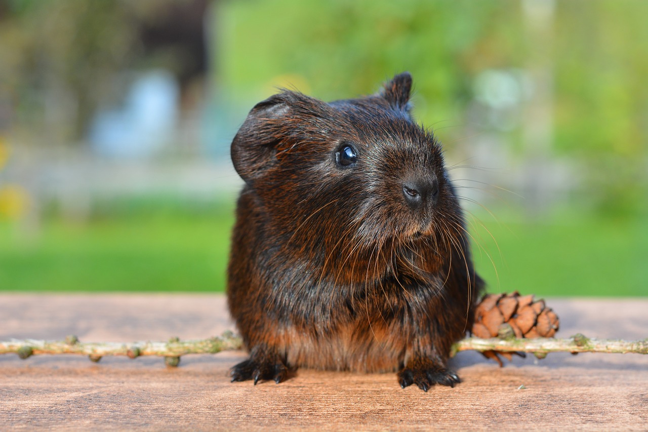 Image - guinea pig pet nager rodent animal