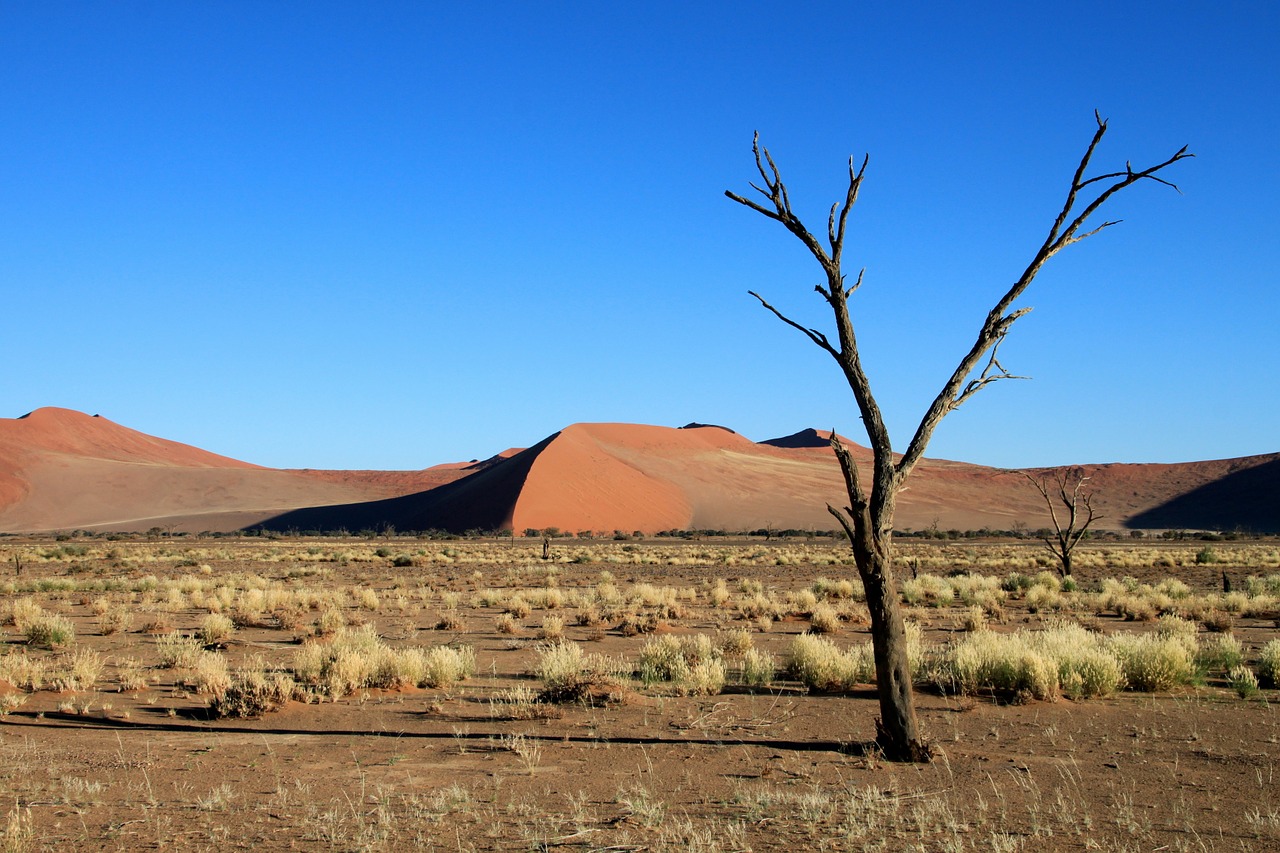 Image - dunes steppe tree desert dry