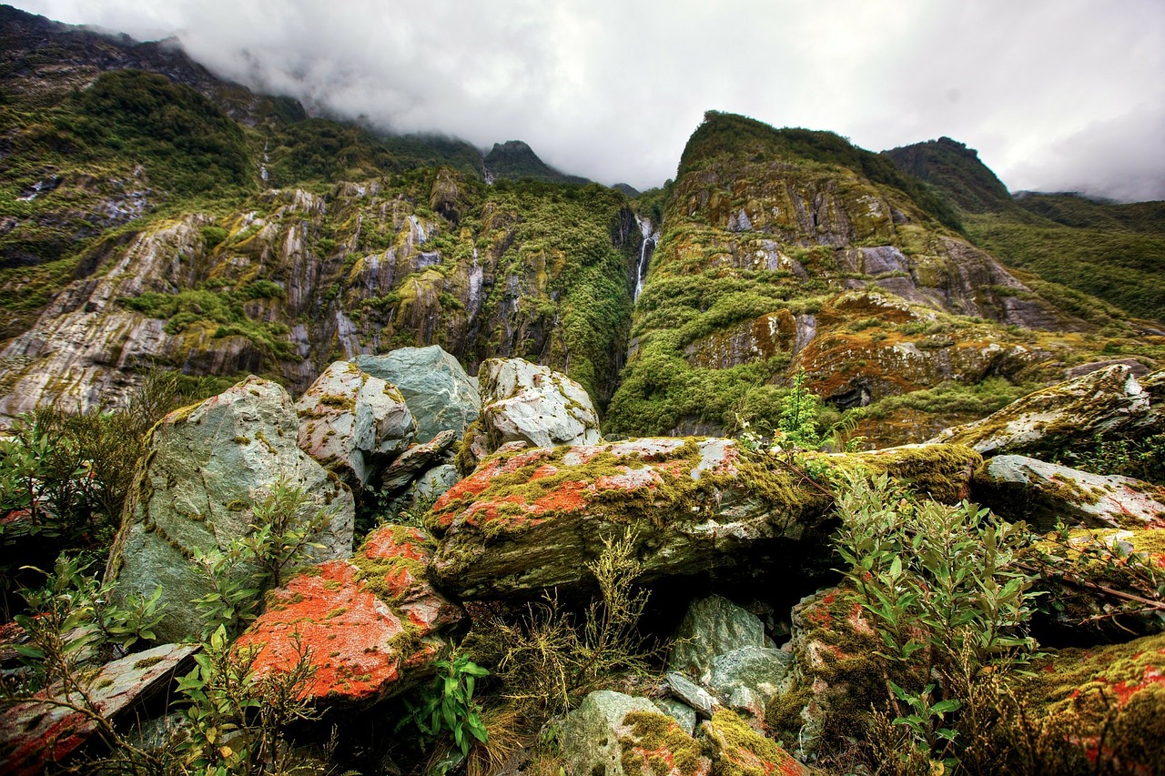 Image - rainforest new zealand south island