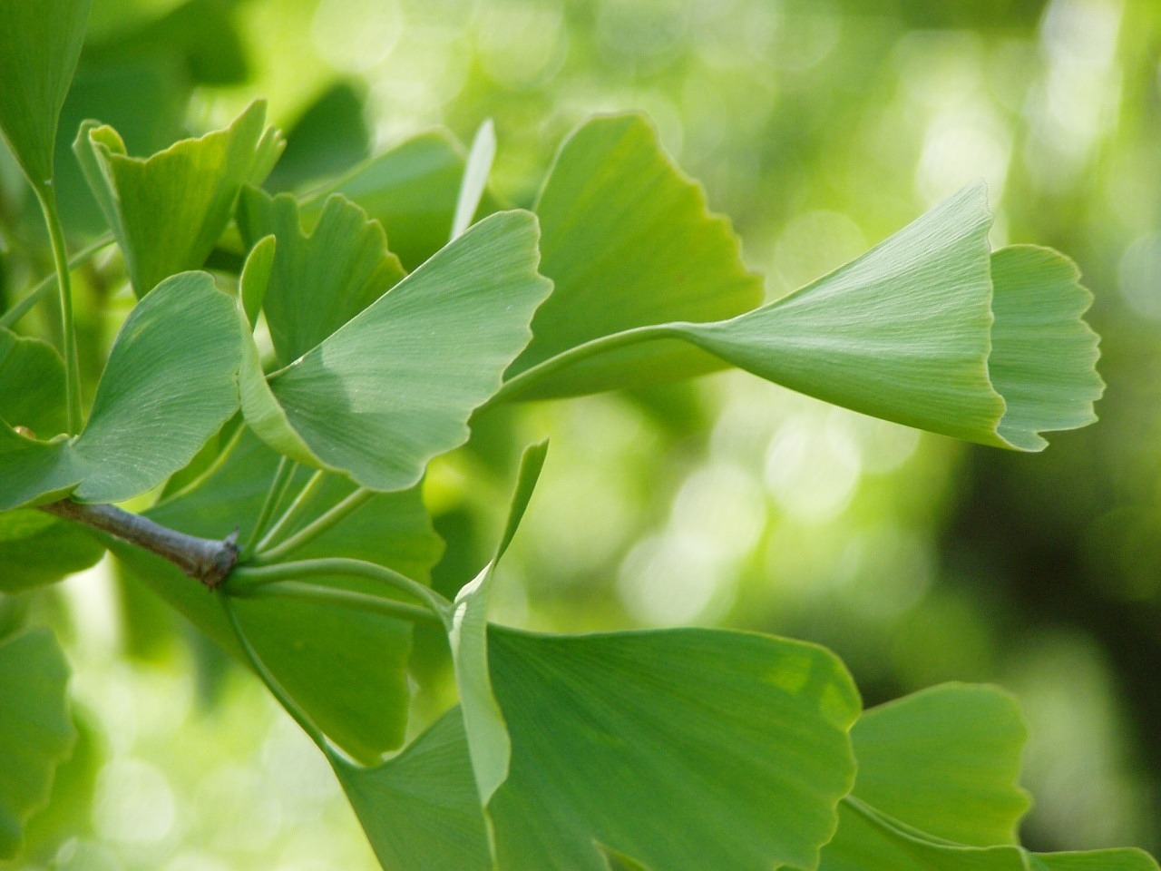 Image - ginko green leaves plant healthy