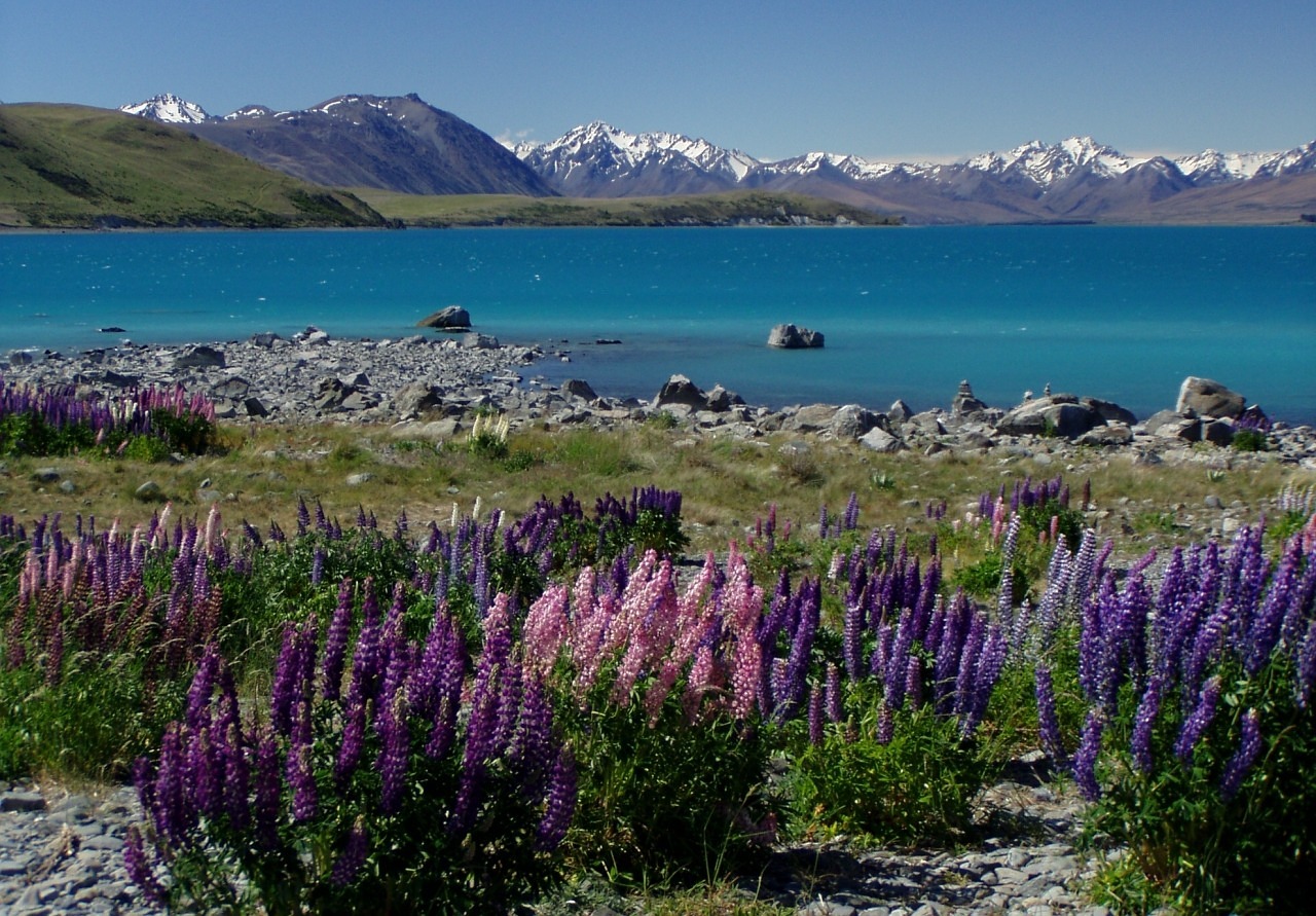 Image - new zealand lake tekapu lupinien