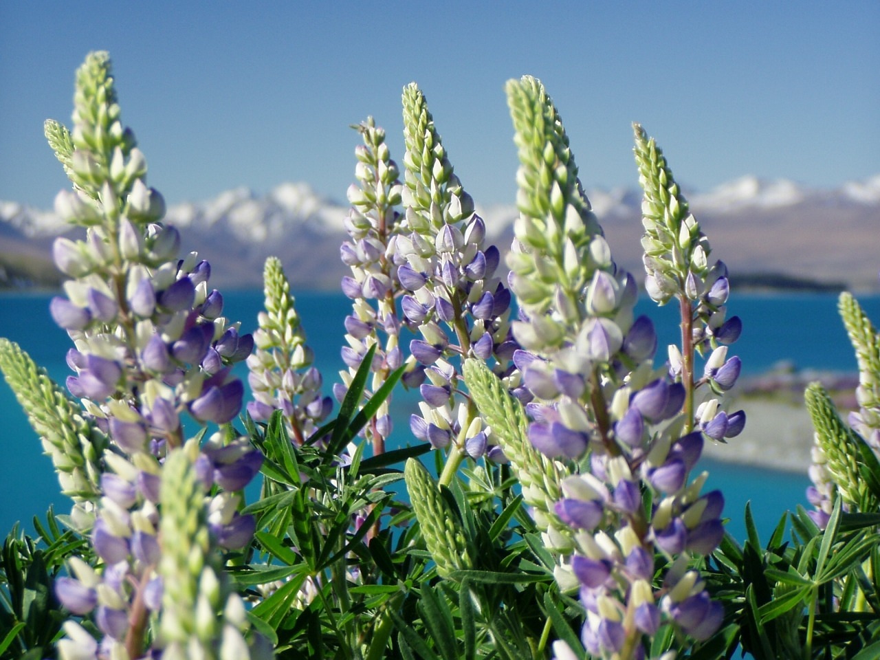 Image - lupinien nature new zealand plant