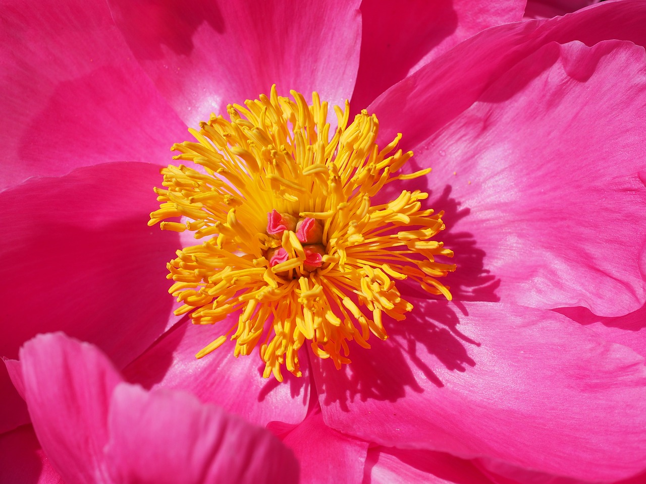 Image - peony blossom bloom stamen pink