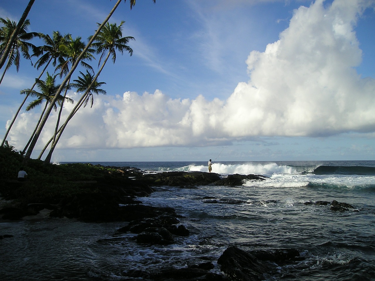 Image - palm trees sea beach coast fischer