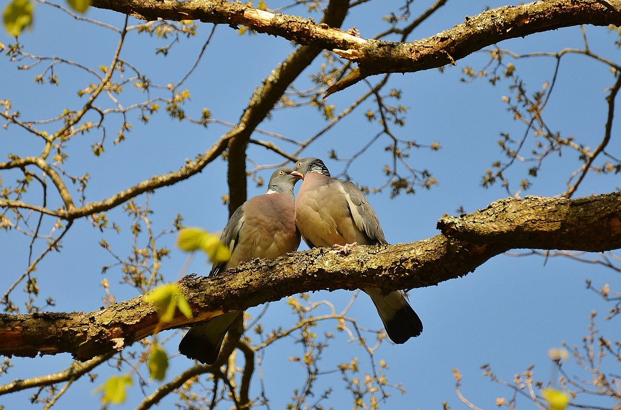 Image - pigeons couple pair twosome birds