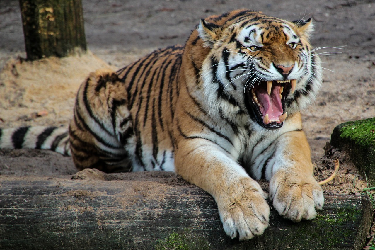 Image - tiger predator animal tooth roar