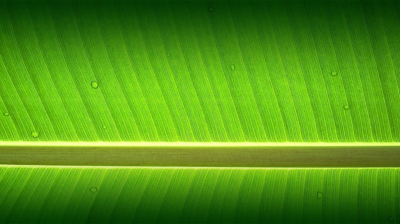 Image - banana tree garden wallpaper