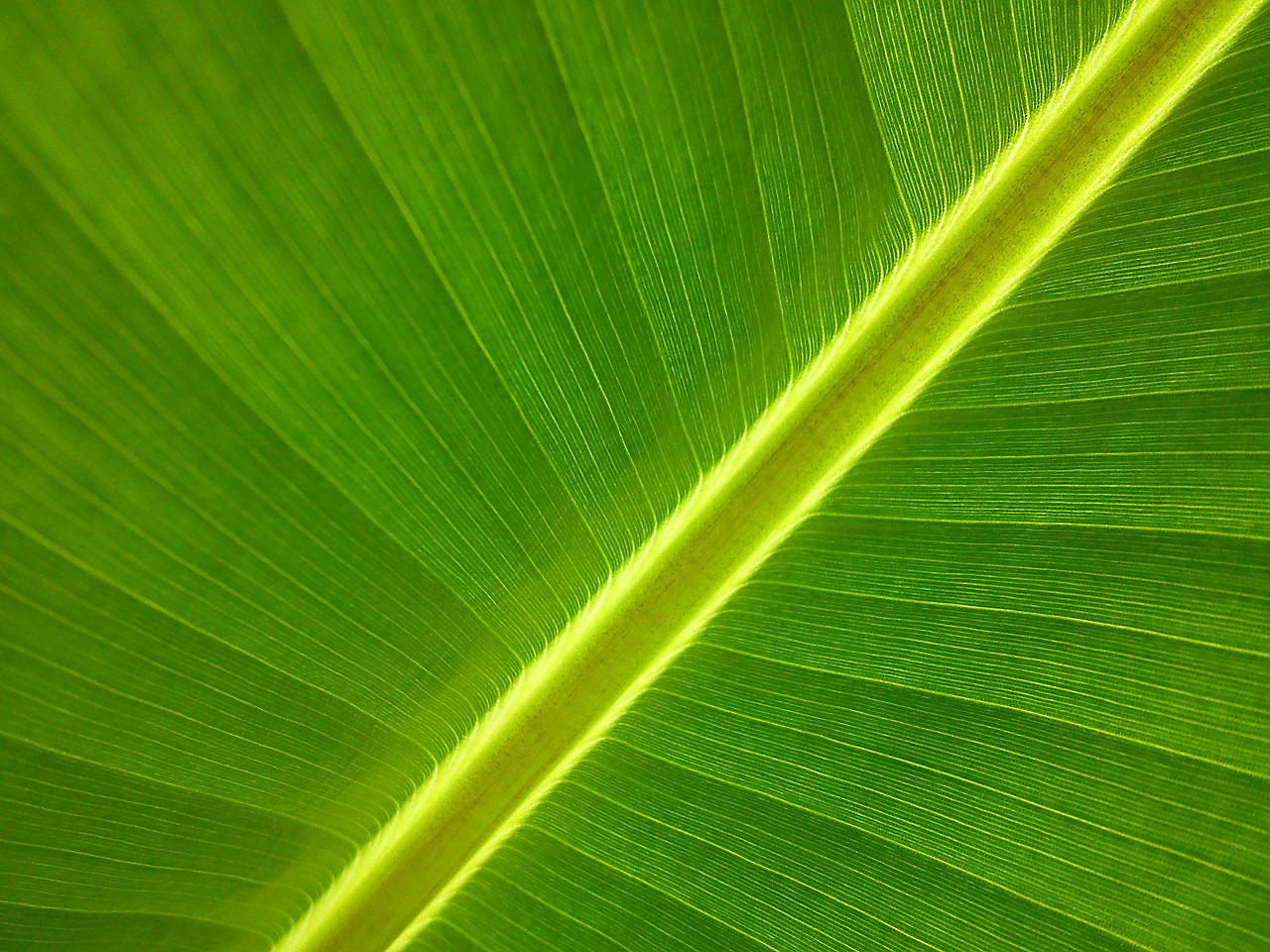 Image - banana tree garden leaf