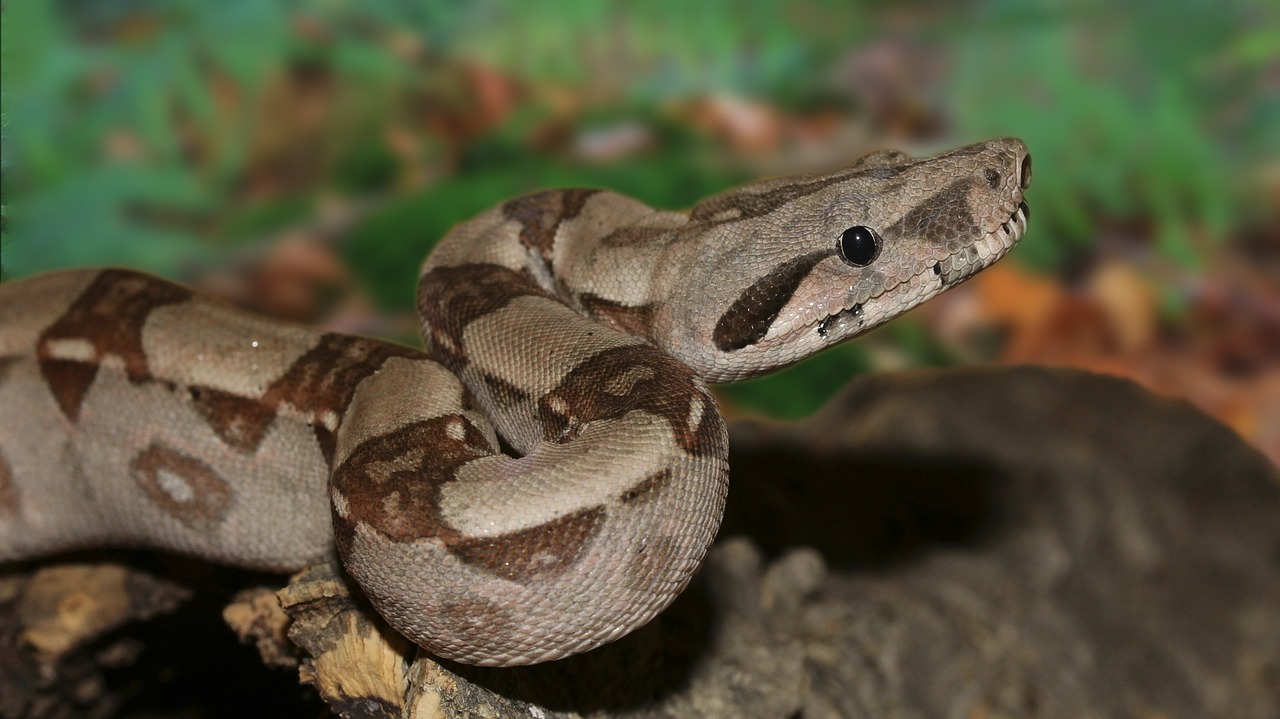 Image - emperor snake boa snake