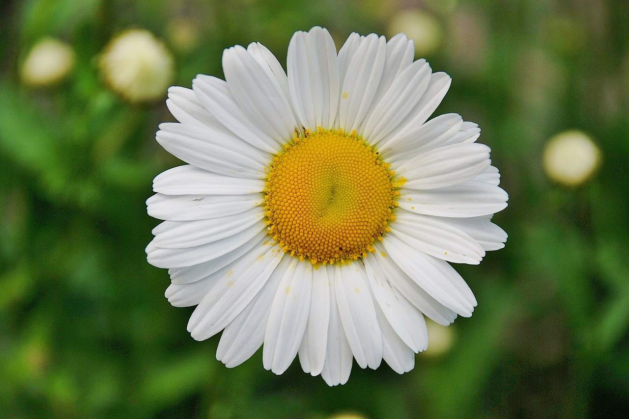 Image - floral plant natural blossom bloom