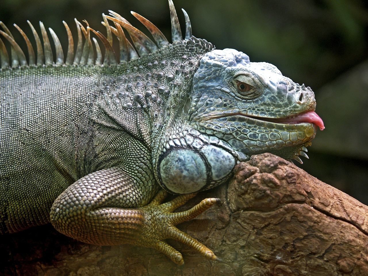 Image - iguana lizard animal brazil iguacu