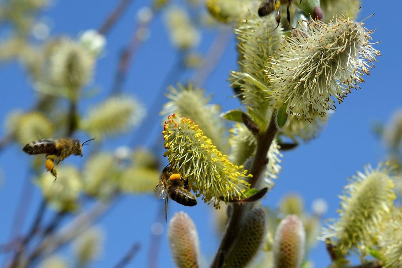 Image - pussy willow spring bees pasture